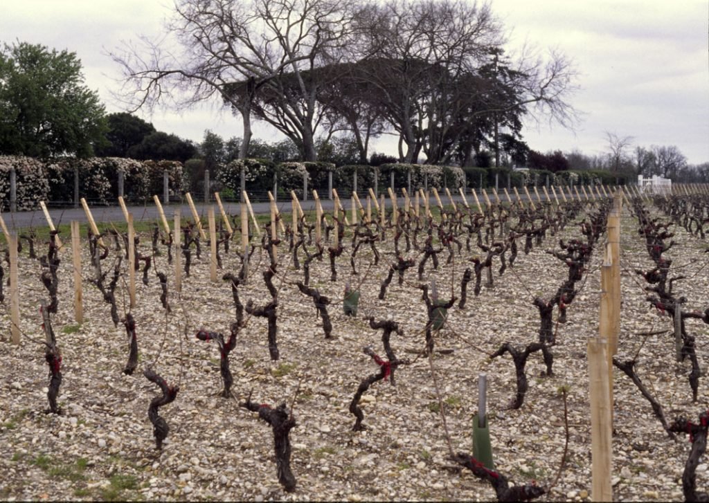 Bordeaux-gravel-soil-suolo-ghiaia-bordeaux