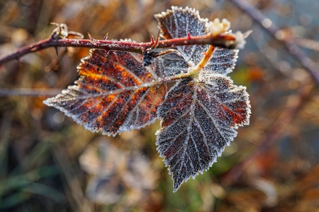 frost, winter, cold