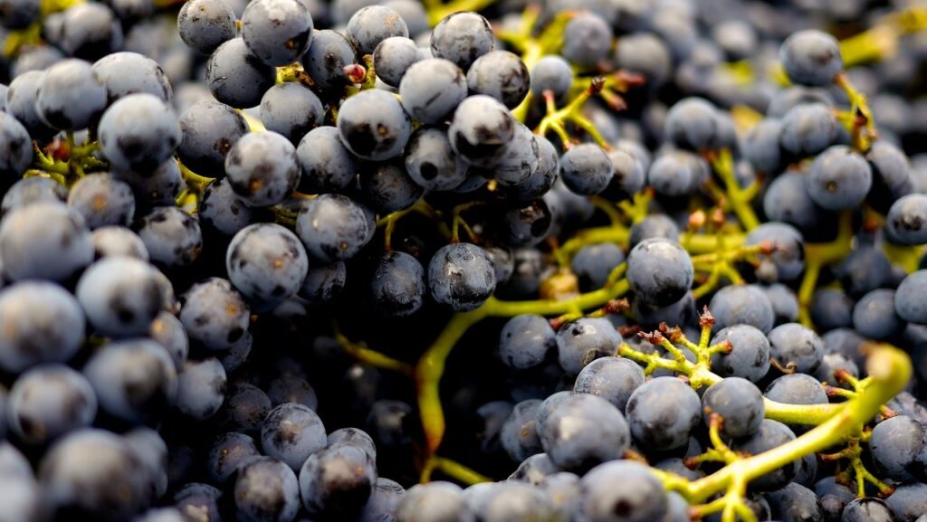 grapes, wine grapes, pinot noir-2104075.jpg